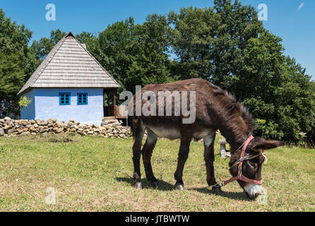 Esel im Astra Museum der Traditionellen Folk Zivilisation, Sibiu, Rumänien Stockfoto