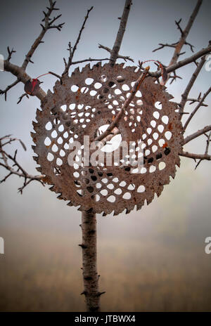 Kreisförmige Platte in einem Baum im Wald angeschlossen Stockfoto