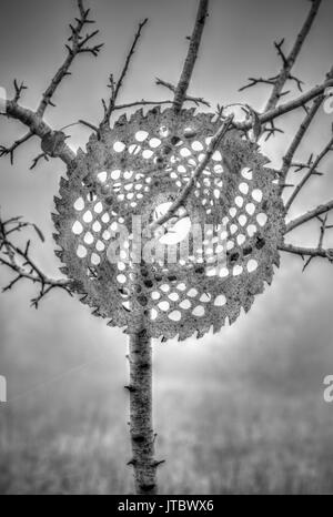 Kreisförmige Platte angespannt auf einen Baum im Wald in Schwarz und Weiß Stockfoto