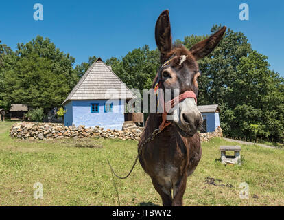 Esel im Astra Museum der Traditionellen Folk Zivilisation, Sibiu, Rumänien Stockfoto