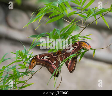 Ceanothus silkmoth oder Hyalophora euryalus in einem Baum Stockfoto