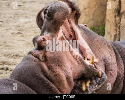 Die beiden hippo Kampf durch Hämmern ihre weit geöffneten Mund mit Elfenbein Zähne gegeneinander Stockfoto