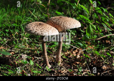 Pilze, aufgenommen auf einem Waldspaziergang an Minsmere in Suffolk. Stockfoto