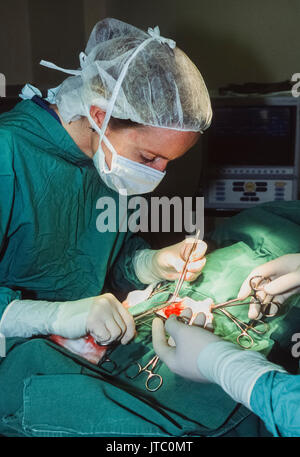 Tierarzt, Betrieb, blaues Kreuz Animal Hospital, Victoria, London, Vereinigtes Königreich Stockfoto