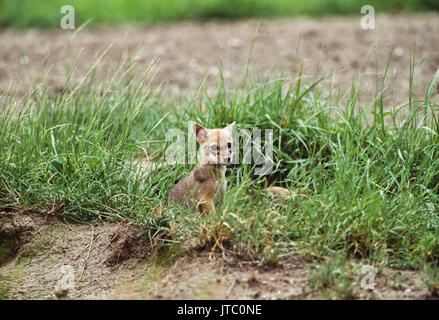 Indischen Schakal, (Canis aureus indicus), Cub in der Nähe der Höhle, hirschziegenantilope Nationalpark, Velavadar, Gujarat, Indien Stockfoto