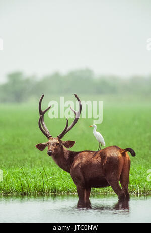 Männliche Sambar Hirsche, (Rusa unicolor), in Feuchtgebieten Lebensraum, Keoladeo Ghana National Park, Bharatpur, Rajasthan, Indien Stockfoto