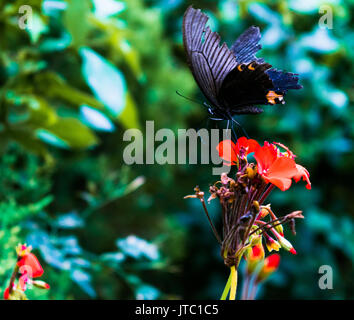 Ein schöner Schmetterling schwarz Fliegen an einem kalten Morgen. Stockfoto