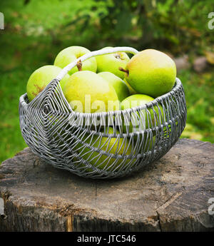 Weidenkorb der reife Birnen draußen im Garten toning Stockfoto