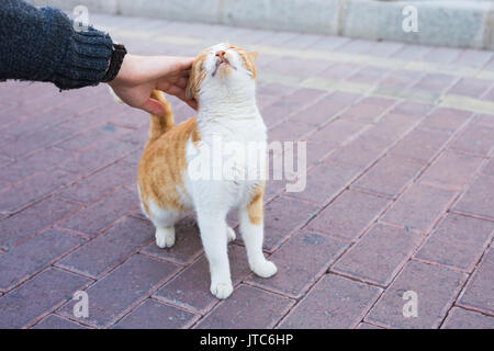 Heimatlose Katze, Tier und Tiere Konzept - der Mann streichelt Katze Kopf. Stockfoto