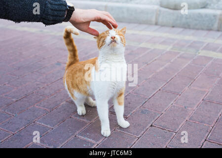 Heimatlose Katze, Tier und Tiere Konzept - der Mann streichelt Katze Kopf. Stockfoto