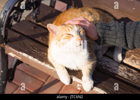 Heimatlose Katze, Tier und Tiere Konzept - der Mann streichelt Katze Kopf. Stockfoto