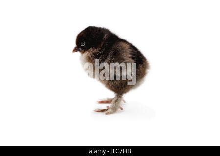 New Born Baby chick, Rebhuhn Cochin oder Pekin, auf weißem Hintergrund mit Licht Schatten isoliert. Extreme Tiefenschärfe mit selektiven Fokus auf Flächen Stockfoto