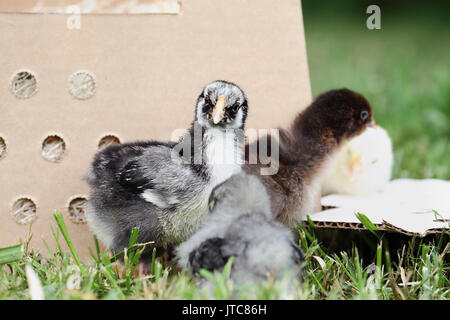 Mail bestellt baby Silber geschnürt Wynadottes und Cochin Küken neben einen Karton. Extreme Tiefenschärfe mit selektiven Fokus auf die kleine silberne Lac Stockfoto