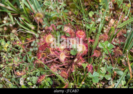 Gemeinsame oder Runde Leaved Sonnentau: Drosera rotundifolia. Dartmoor, Devon, Großbritannien