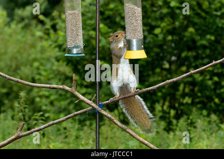 Graue Eichhörnchen (Sciurus carolinensis) zu einem Bird Feeder, Dorset, Großbritannien Stockfoto