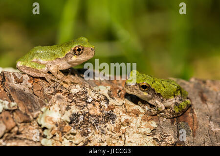 Eine Nahaufnahme der beiden grauen Laubfrosch metamorphs. Stockfoto
