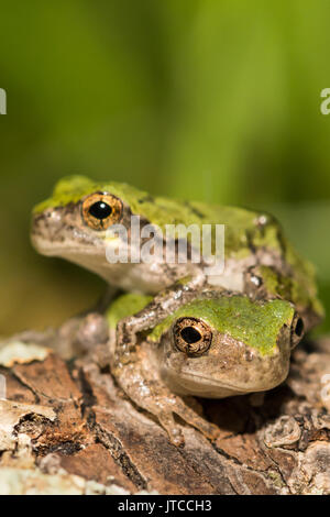 Eine Nahaufnahme der beiden grauen Laubfrosch metamorphs. Stockfoto