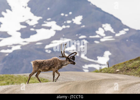 Caribou Crossing der Park Straße an Landstraße Pass im Denali Nationalpark in Alaska. Stockfoto