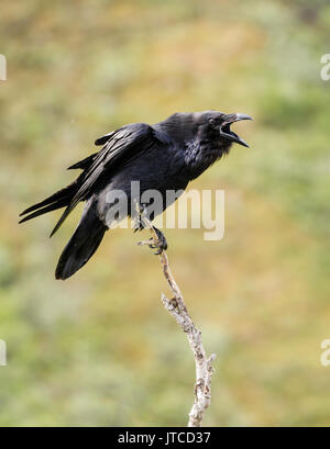 Kolkrabe (Corvus Corax) auf Baum in Sable Pass im Denali Nationalpark in Alaska thront bereitmachen. Sommer. Morgen. Stockfoto