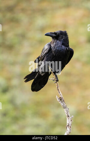 Kolkrabe thront auf Baum in Sable Pass im Denali Nationalpark in Alaska. Stockfoto