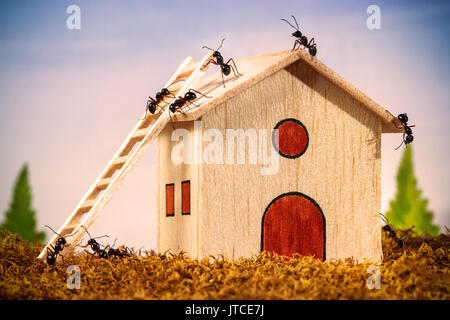Ameisen ein Haus bauen mit Leiter, Teamarbeit Konzept Stockfoto