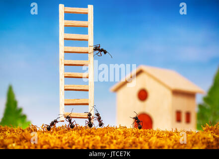 Ameisen ein Haus bauen mit Leiter, Teamarbeit Konzept Stockfoto