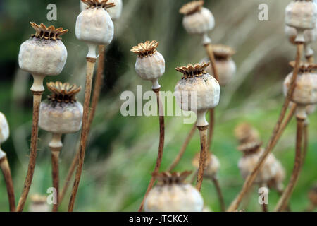 Getrockneter Mohn Pads in Jardin des Plantes, Amiens, Somme, Hauts-de-France, Frankreich Stockfoto