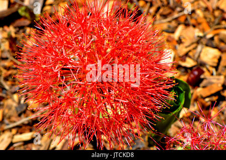 Scadoxus multiflora Blut Lilie Blume Stockfoto