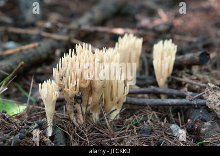 Ramaria stricta Pilze auf ein alter Baumstumpf Stockfoto