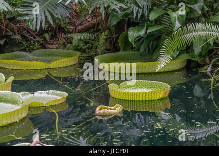 Santa Cruz Seerose: Victoria cruziana. Eden Project, Großbritannien Stockfoto