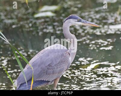 Bild einer Great Blue Heron stand im Schlamm Stockfoto