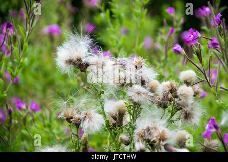Blühende creeping Thistle Blume mit zarten Samenköpfe Stockfoto
