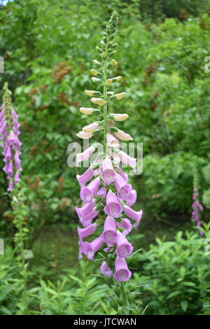 Hängende Blume Stockfoto