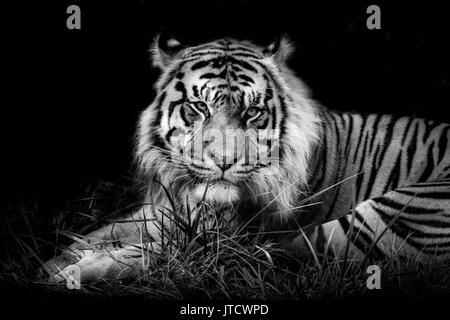 Männliche Sumatra Tiger, Jae Jae, vor einem schwarzen Hintergrund Stockfoto