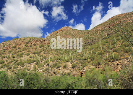 Ein Berg von Saguaro Kaktus in Bear Canyon im Sabino Canyon Recreation Area Park in der Sonora Wüste, auf die Santa Catalina Mountains in Tucson, Stockfoto