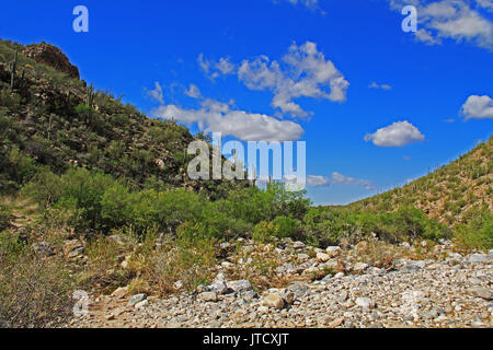 Bear Canyon im Sabino Canyon Recreation Area Park in der Sonora Wüste, auf die Santa Catalina Mountains in Tucson, Arizona. Stockfoto