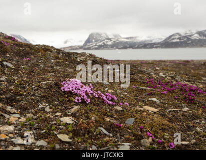 Lila, Steinbrech Saxifraga oppositifolia, in der Blüte in der Tundra. Im Juni, Spitzbergen, Svalbard, Norwegen genommen Stockfoto