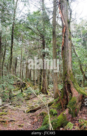 Aokigahara ist ein Wald, am Fuße des Mount Fuji liegt, auch als Selbstmord Wald oder Meer der Bäume bekannt, Aokigahara Wald ist ein beliebter destinatio Stockfoto