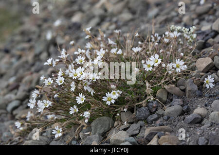 Arktis, Maus - Ohr Vogelmiere, Cerastium arcticum, in Blüte. Im Juni, Longyearbyen, Spitzbergen, Svalbard, Norwegen genommen Stockfoto