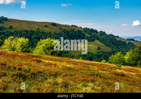 Wald auf einem Hügel im Abendlicht. Schönen Abend im August Stockfoto