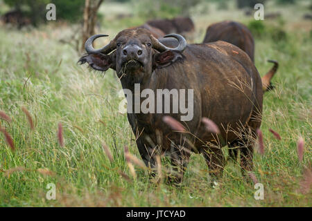 Afrikanische Büffel - Syncerus caffer, Kenia, Afrika Stockfoto
