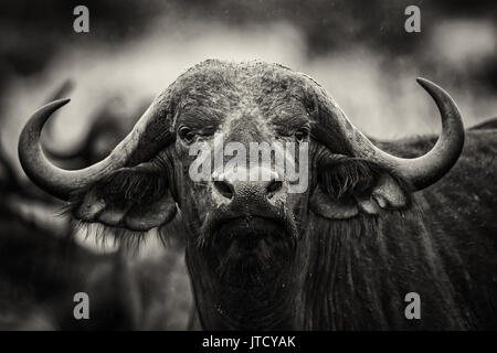 Afrikanische Büffel - Syncerus caffer, Kenia, Afrika Stockfoto