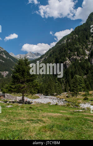 Italien: Eine riesige Tanne in der Mello Tal, ein grünes Tal von Granit Berge und Wald Bäume, wie das kleine italienische Yosemite Valley umgeben Stockfoto
