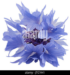 Blaue Kornblume auf weißem Hintergrund Stockfoto