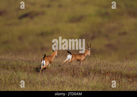 Wild Chinkara (Gazella bennettii) aka Indian Gazelle in Grasland Lebensraum um Pune, Maharashtra, Indien Stockfoto