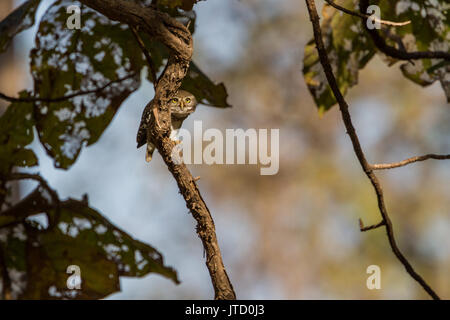 Wald owlet (Athene blewitti) in Melghat Tiger Reserve Stockfoto