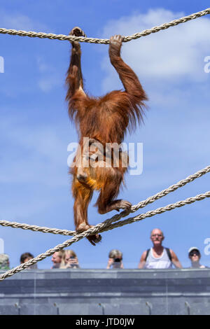 Sumatra Orang-Utan/Orang utang (Pongo abelii) Frau mit Baby auf ihrem Bauch klammert Verfahren auf Seilen in Zoo, beheimatet in Sumatra Stockfoto