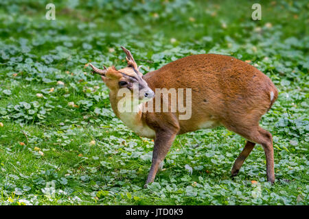 Reeves's muntjac (Muntiacus reevesi) männlich, stellte die Tierarten, südöstliche China und Taiwan Stockfoto