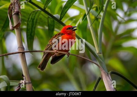Rot/Madagascar fody fody/Red Cardinal fody fody/common/Madagaskar Weaver (Foudia madagascariensis) männliche Berufung, beheimatet in Madagaskar Stockfoto