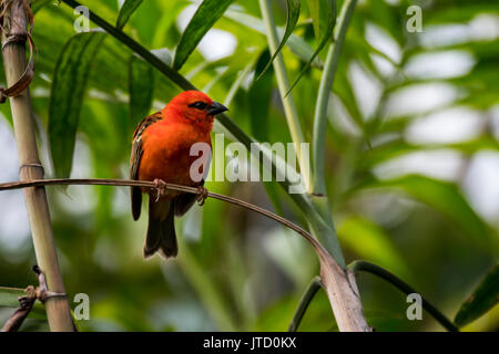 Rot/Madagascar fody fody/Red Cardinal fody fody/common/Madagaskar Weaver (Foudia madagascariensis) männlich, beheimatet in Madagaskar Stockfoto